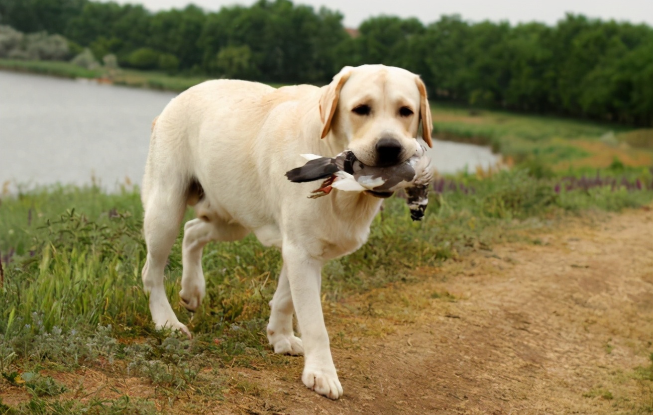 养拉布拉多犬一个月花费多少钱,养拉布拉多犬新手要注意什么