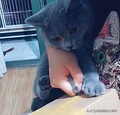 分享养猫咪日常生活习惯的铲屎官,铲屎官诱骗猫咪多喝水的7大招术