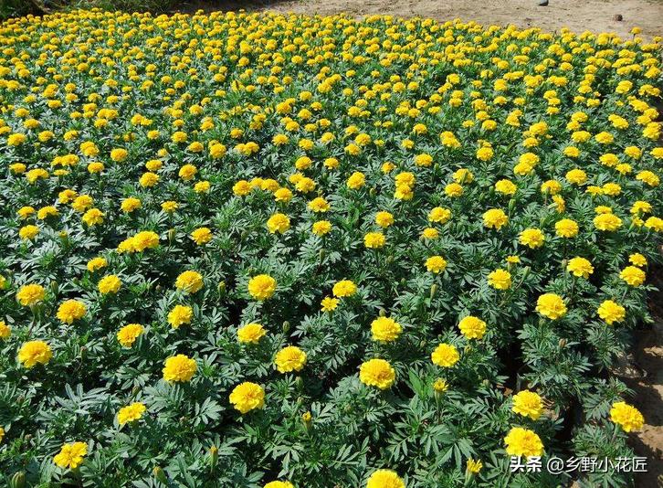 孔雀草播种时间和方法,孔雀草种子播种方法