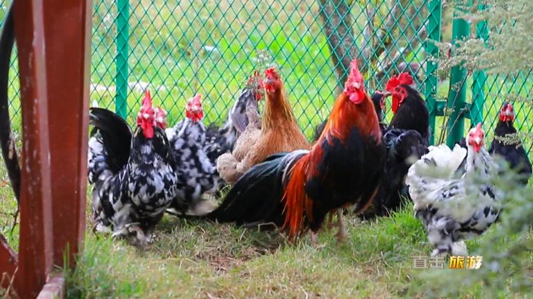 金鸡农庄五一,金鸡农庄一日游价格表