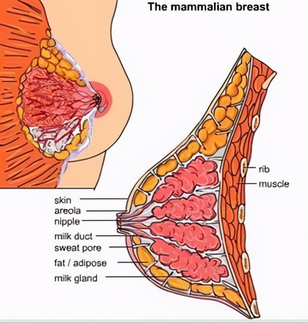 产后胸部干瘪下垂怎么恢复挺拔,产后胸部严重下垂可以做什么修复