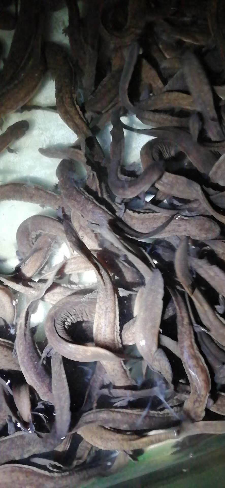 稀有淡水鱼苗批发,人工养殖的娃娃鱼苗批发