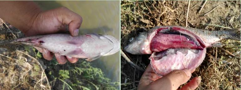 鲫鱼大红鳃、鳃出血与细菌性败血症的防控方案