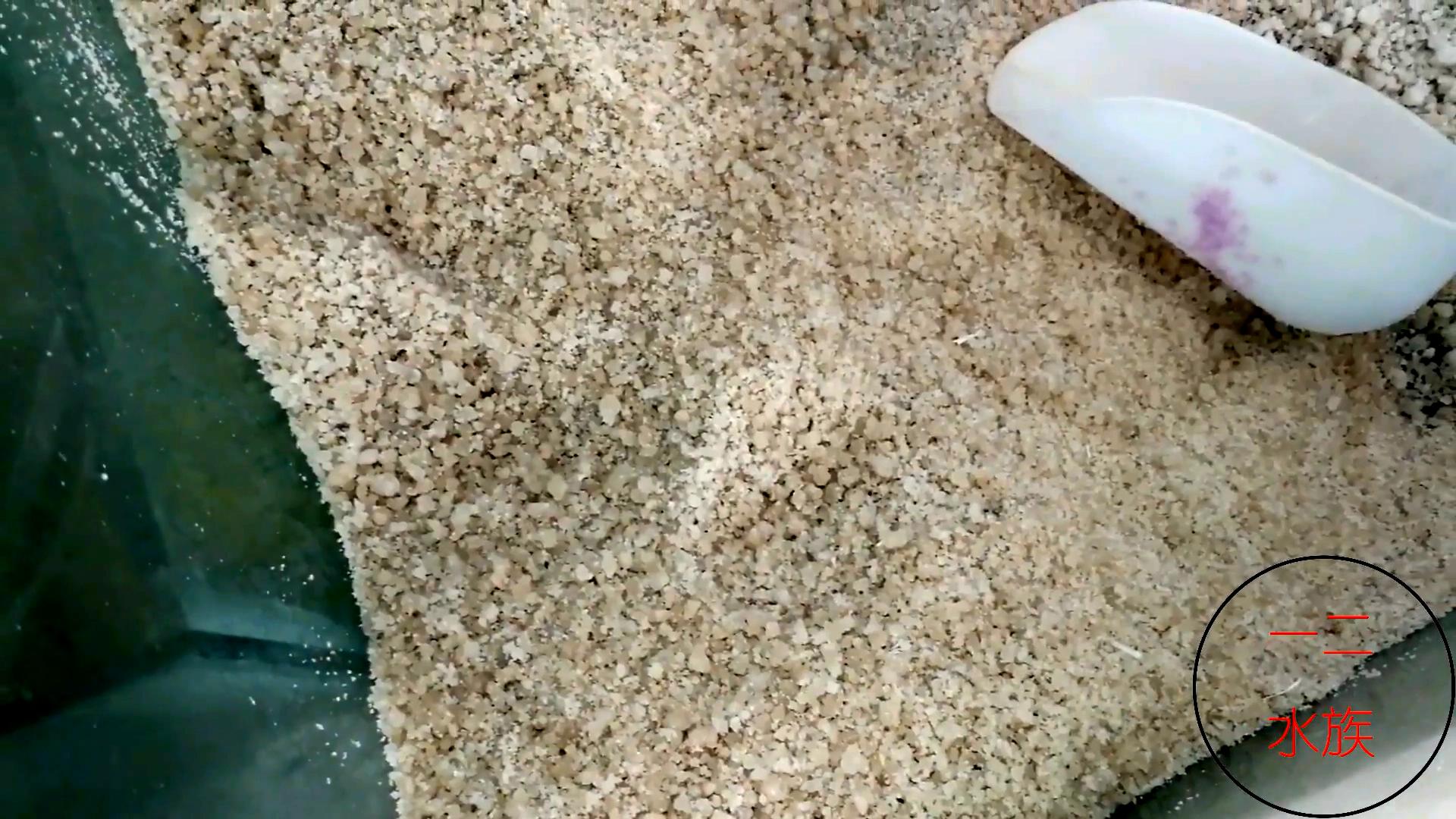 邯郸观赏锦鲤鱼渔场,邯郸丛台池塘锦鲤