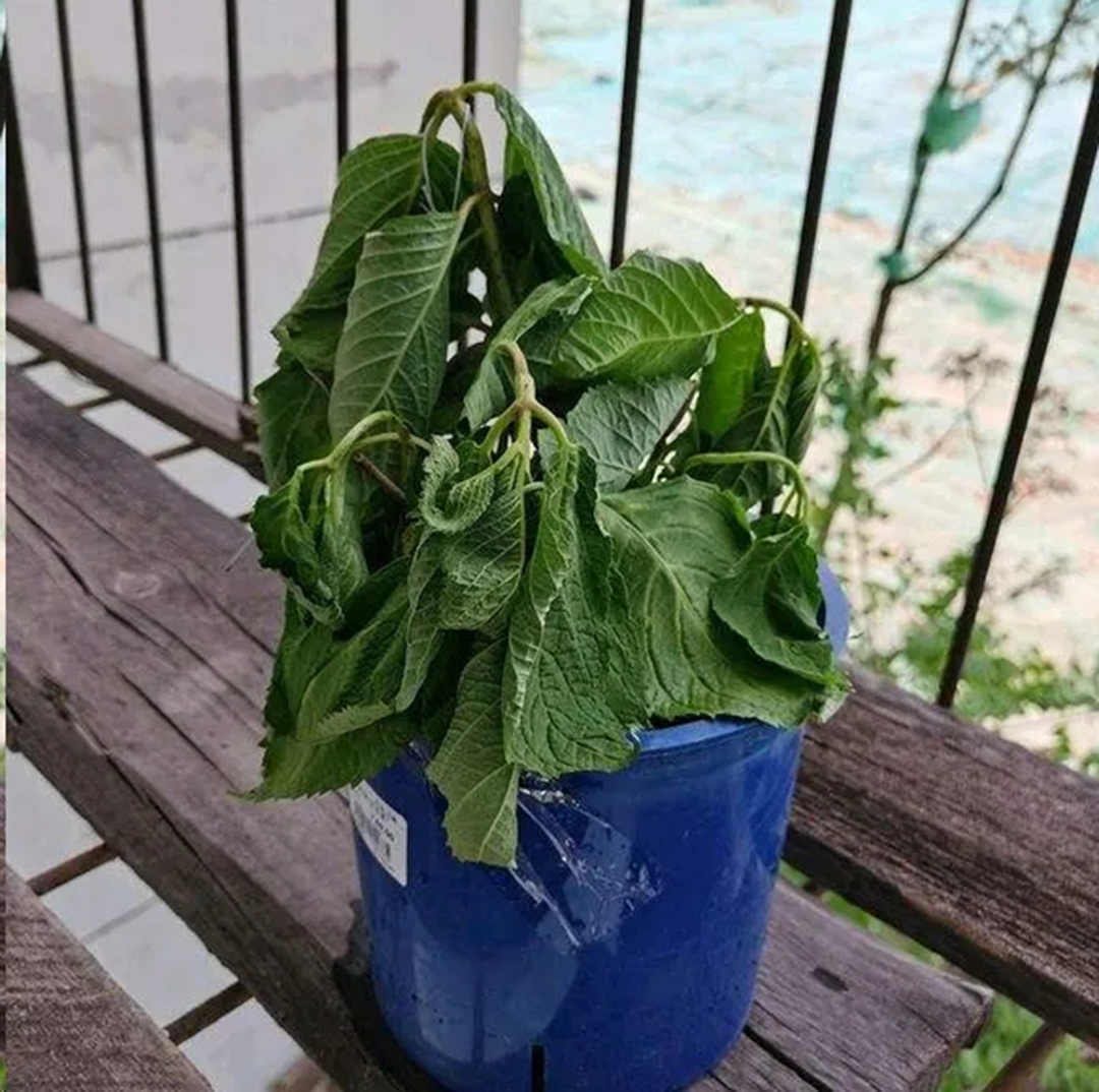 绣球盆土还湿为什么花却蔫了,绣球闷根护心土少了还能活吗