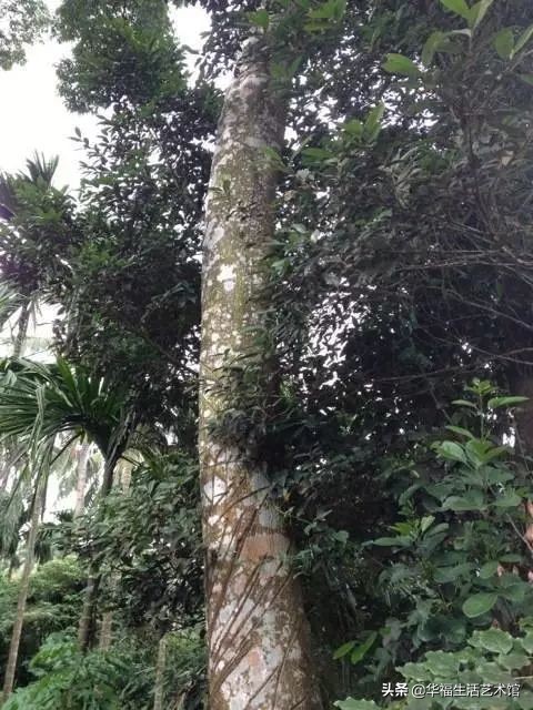 沉香和沉香树有什么区别,沉香树的沉香是哪样的