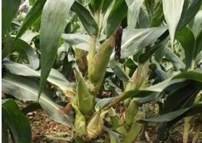 玉米叶斑病最好防治方法,玉米弯孢霉叶斑病防治方法