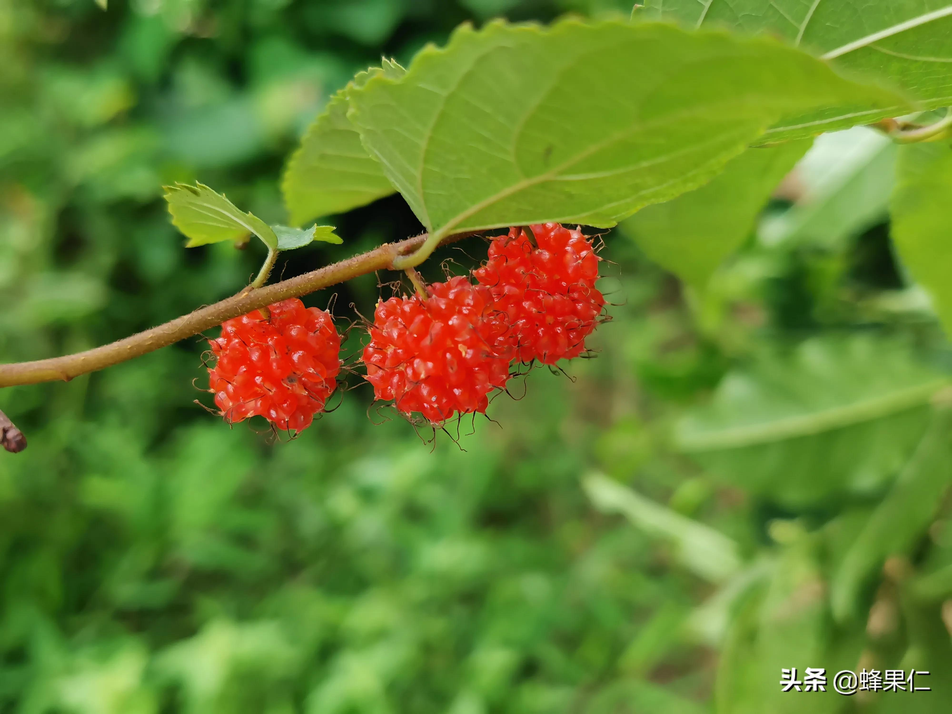 农村的所有野果,农村常见50种野果