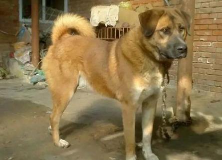 为什么那么多人嫌弃中华田园犬呢,中华田园犬真的是好狗