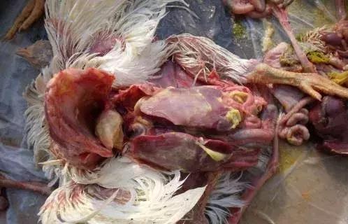 气囊炎四天自愈方法,气囊炎如何防治