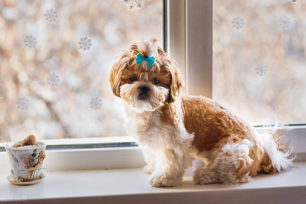 狗狗拉的粑粑像泥土,狗狗拉的粑粑像果冻