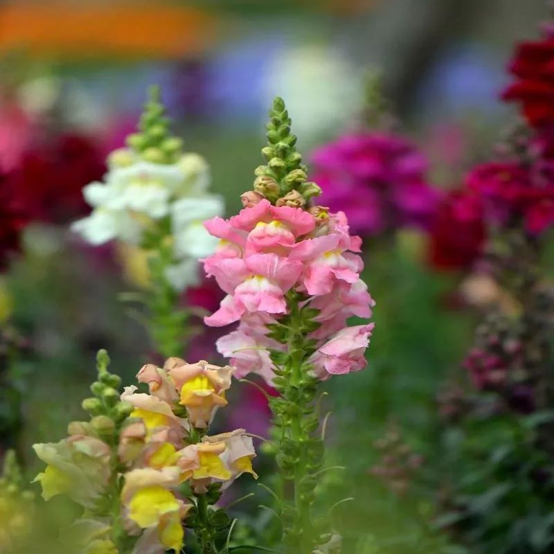 金鱼草盆栽图片大全,阳台上的金鱼草