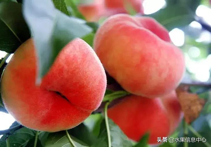 中国水果大全,中国水果大全图片和名字