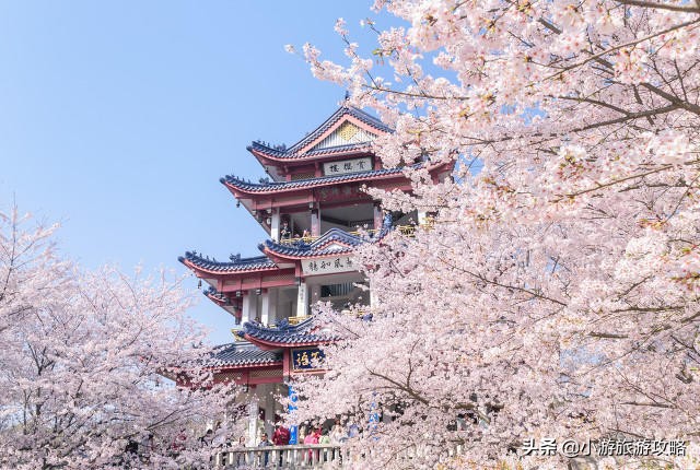 国内赏樱胜地大全,全国赏樱地图出炉共赴浪漫樱花约