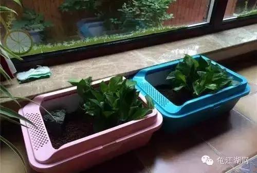 如何养殖水龟,如何合法饲养半水龟