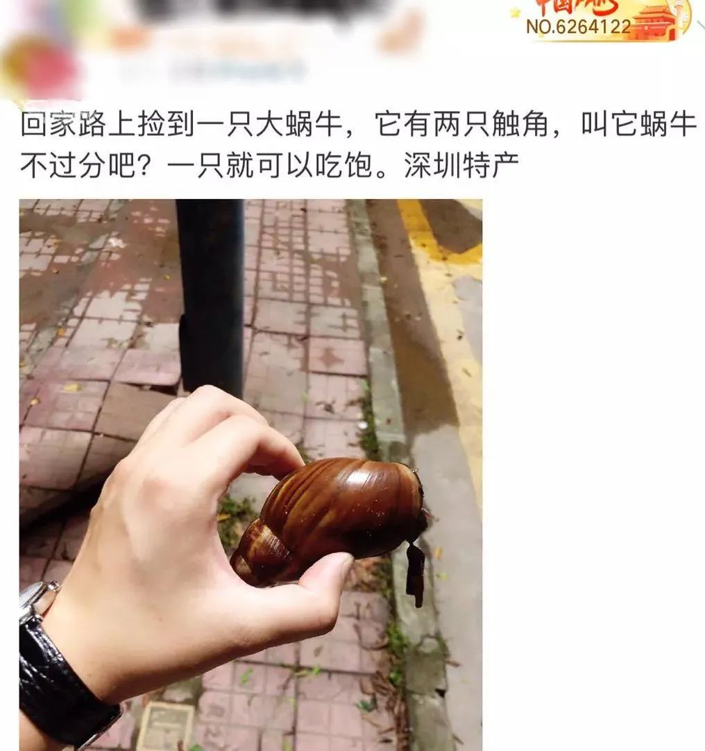 广州近期出现的变异蜗牛,深圳雨后巨型蜗牛