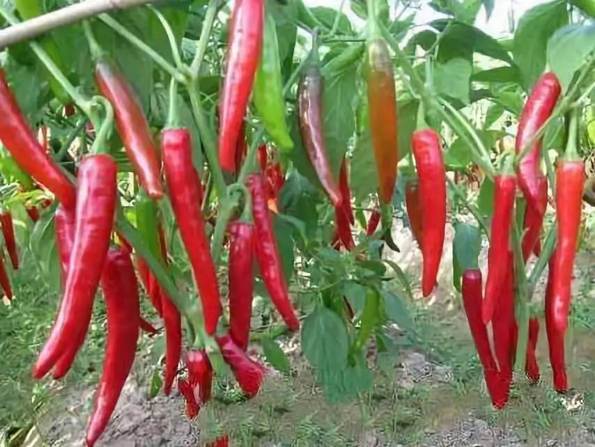 全国各地最全特产,全新疆特产