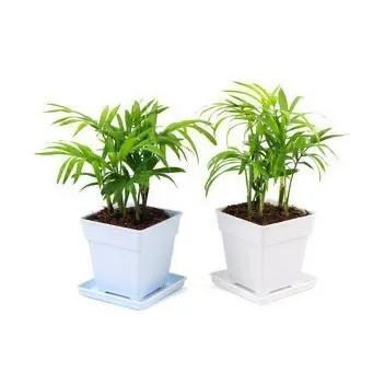 盆栽袖珍椰子养殖视频播放,袖珍椰树盆栽怎么养