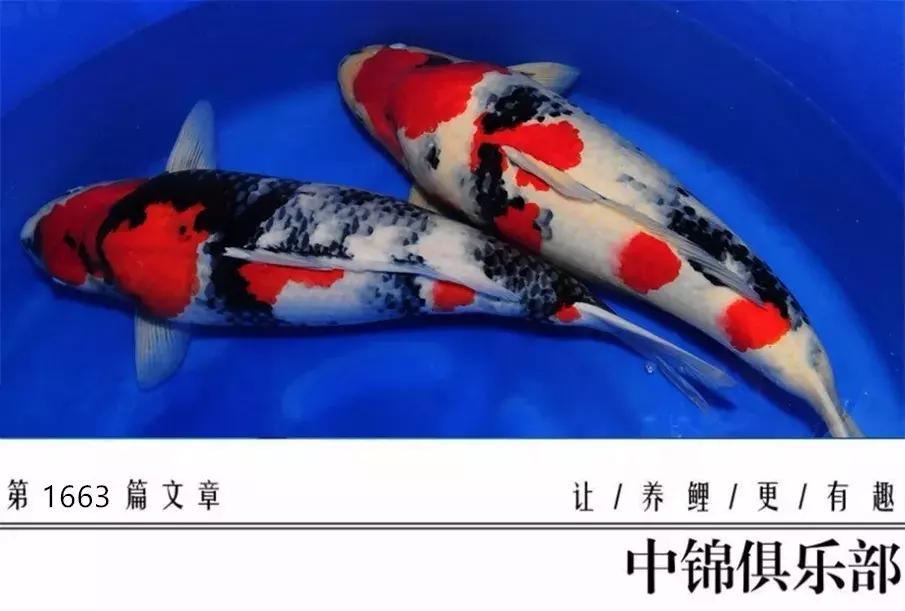 北京室外地上鱼池怎么过冬,东北户外鱼池过冬