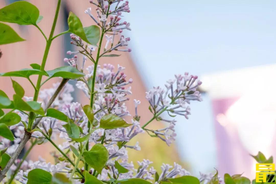 西交利物浦苏州校区,苏州西交利物浦美女