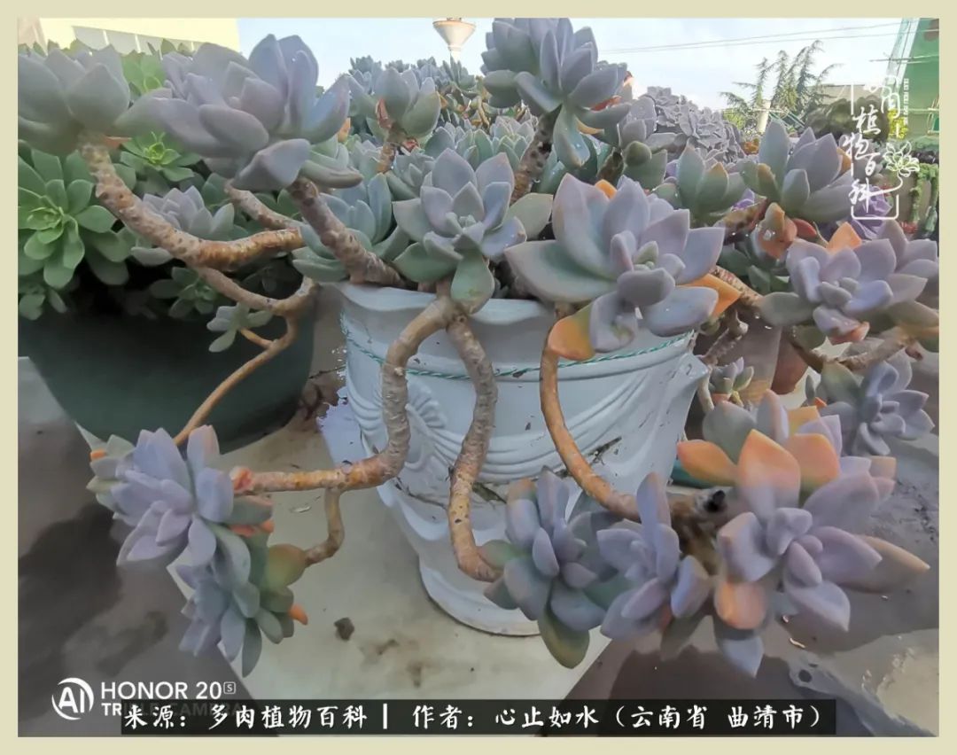 感谢陪伴感恩所有的遇见,让每个人都能感受到多肉的美好