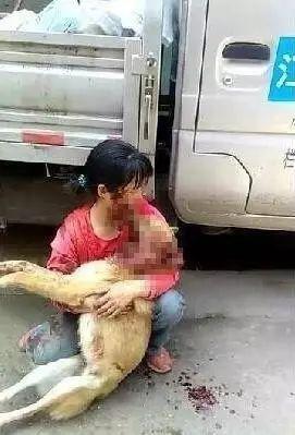 养狗的正确方法和建议,关于养狗的基本知识和方法