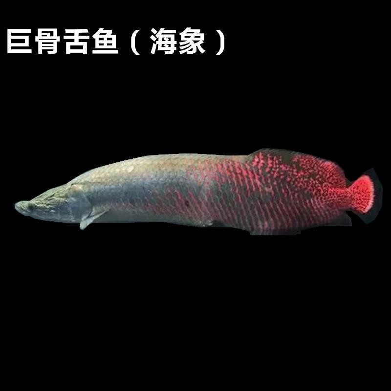 亚马逊河流域食人鱼,亚马逊河食人鱼巨骨舌鱼