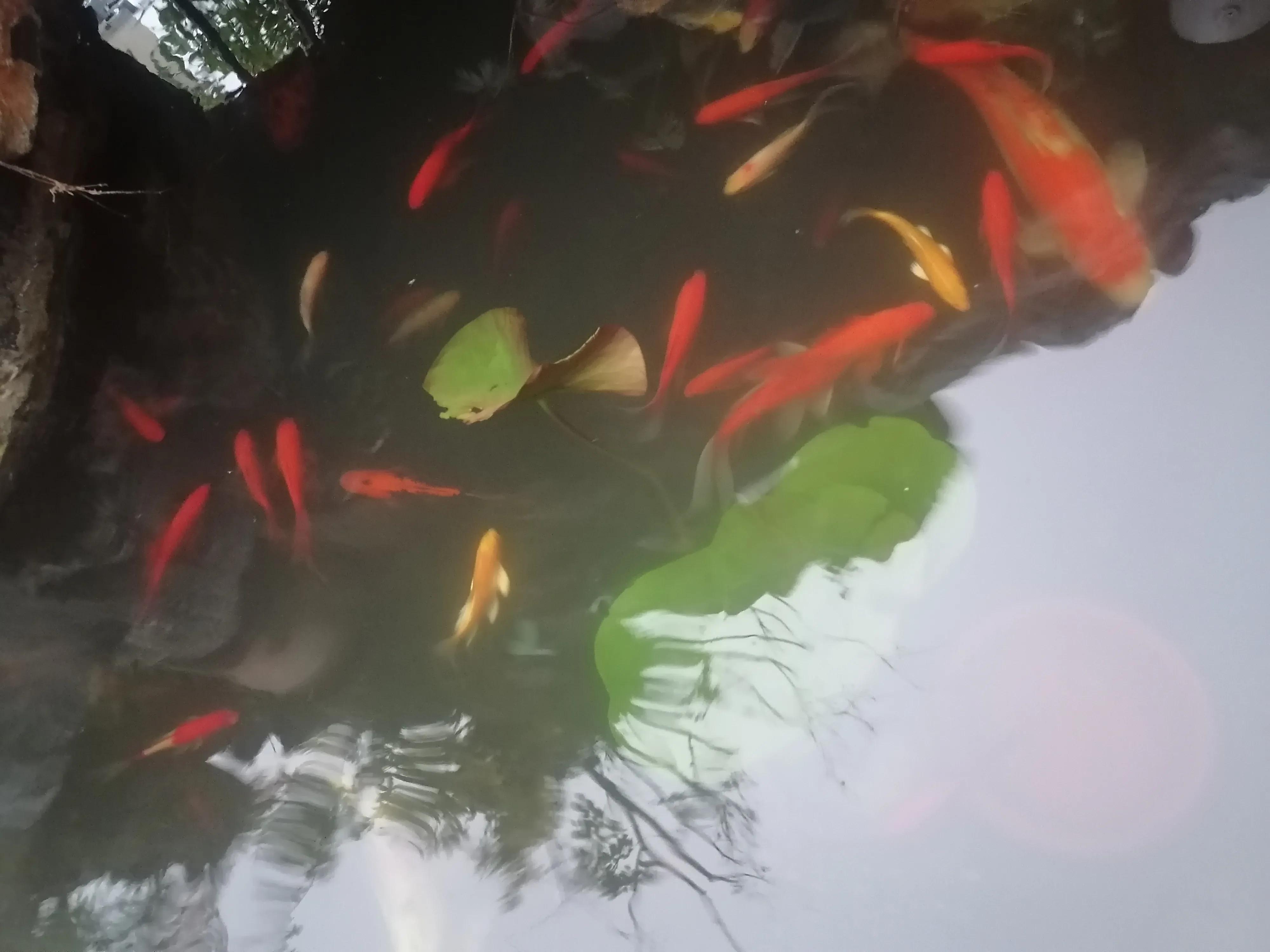 小松子历险记,松树公园历险记