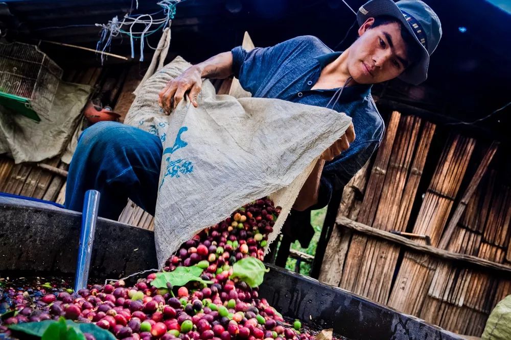 不是星巴克也不是瑞幸，为何只有拼多多才能拯救中国咖啡种植业？