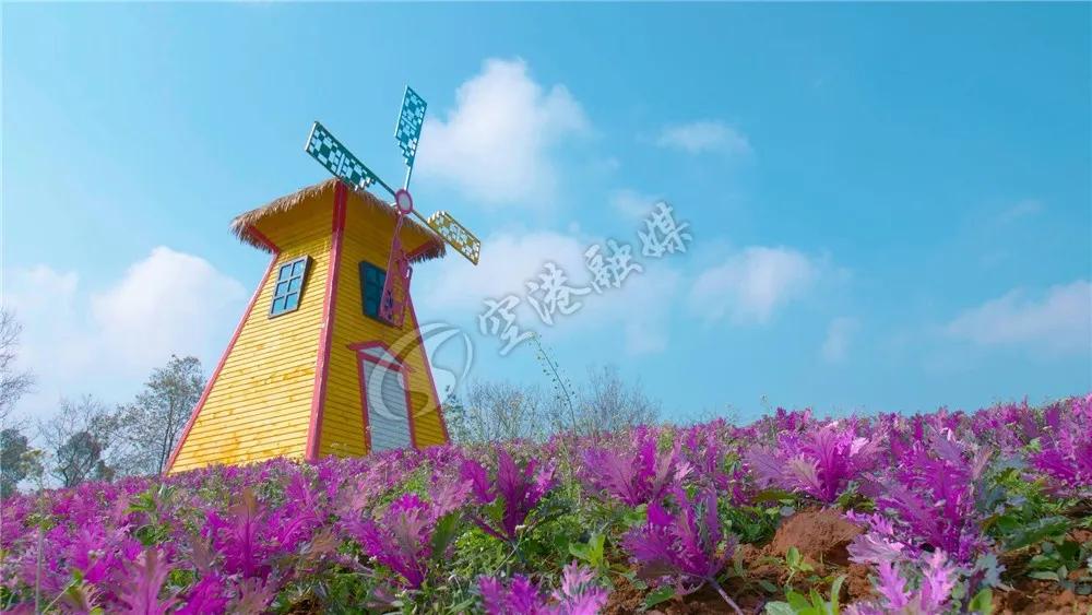 2020年4月成都双流赏花地点,双流踏青赏花地