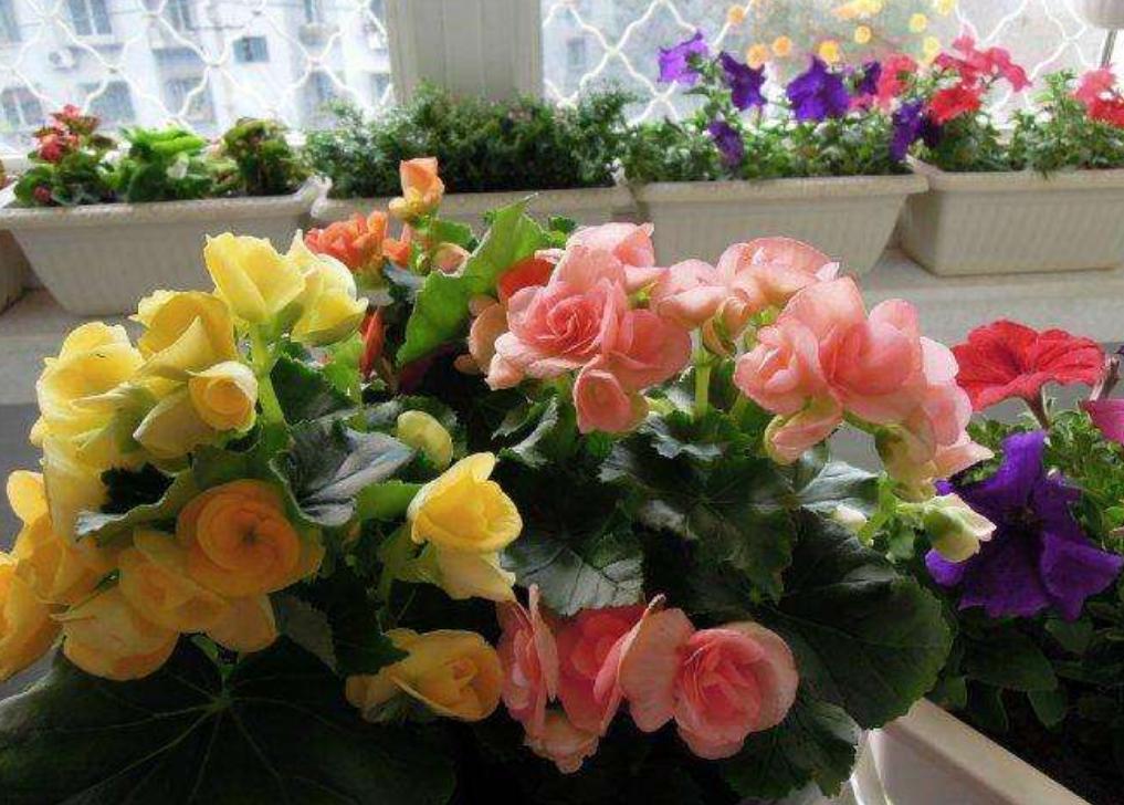 丽格海棠好看不好养？掌握正确的养殖技巧，叶绿花红养得久