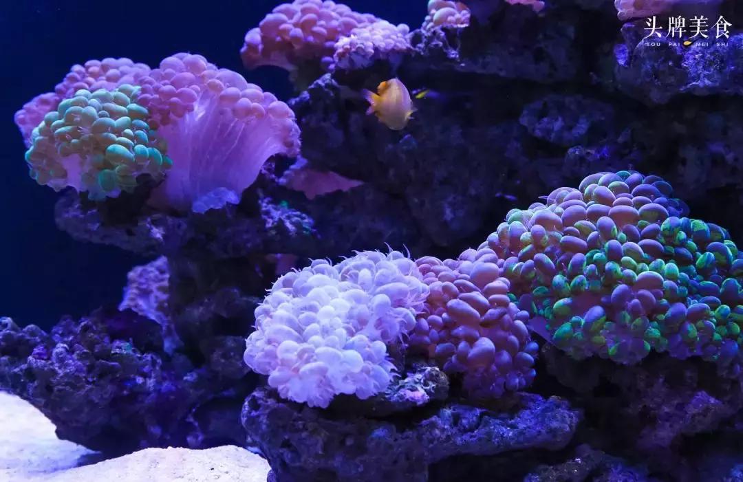 色彩斑斓的海底珊瑚,五彩缤纷的海洋生物视频