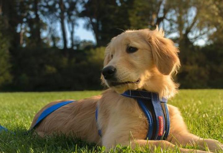 金毛腿上长癣,金毛腿上长癣怎么处理