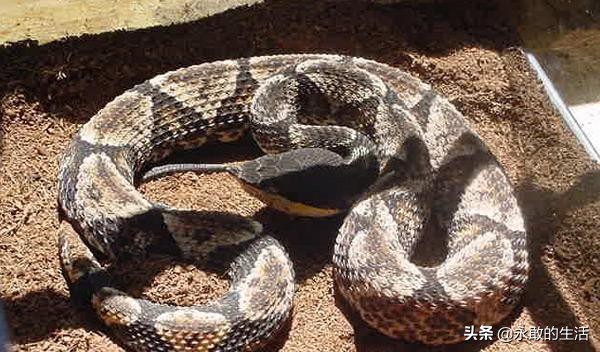 100种有毒的蛇,10种最毒的蛇是哪种蛇