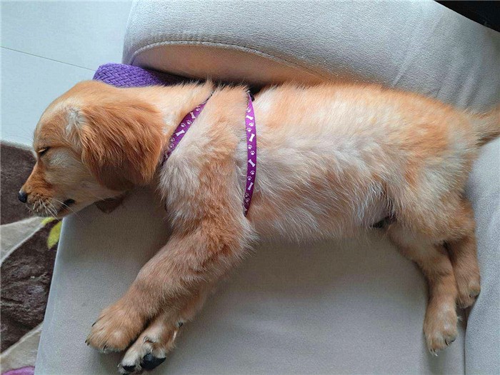 幼犬感染犬细小后并不会变得“又细又小”,其实犬瘟热才是