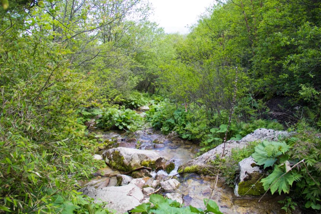 秦岭光头山至鹿角梁穿越路线,秦岭西观音山徒步登山路线攻略