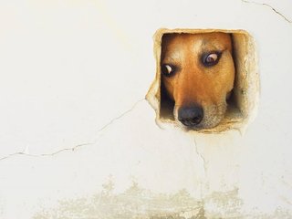 苹果年度最佳照片,iphone拍出来的照片有多惊艳