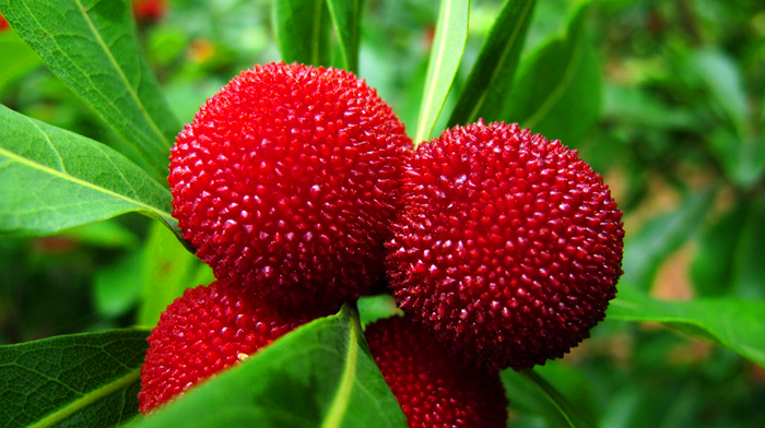 杨梅的种植技术,最好的杨梅种植方法