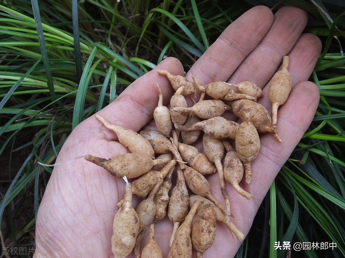 麦冬草坪除杂草,麦冬草怎样消灭