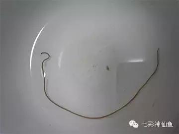 人体肠道常见寄生虫,怎样清除肠道寄生虫