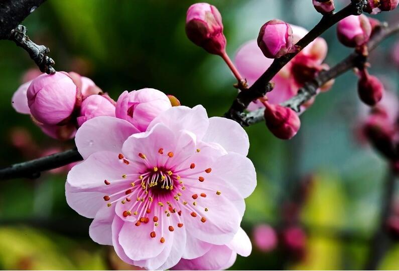 生活中常见的花语大全,生活中常见花卉花语