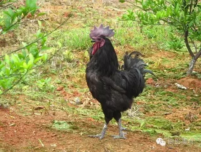 全世界的鸡都在这了，有你认识的吗？