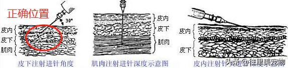 带狗狗打针,狗打完针后鼓包是不是药没打进去