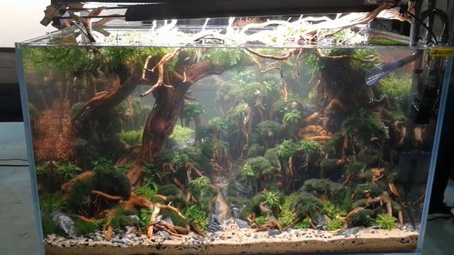 鱼缸水草不长绿藻要怎么做,水草缸如何避免爆藻