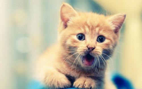 猫咪叫不出声是什么原因吃什么药,猫咪为啥张嘴又没有声音