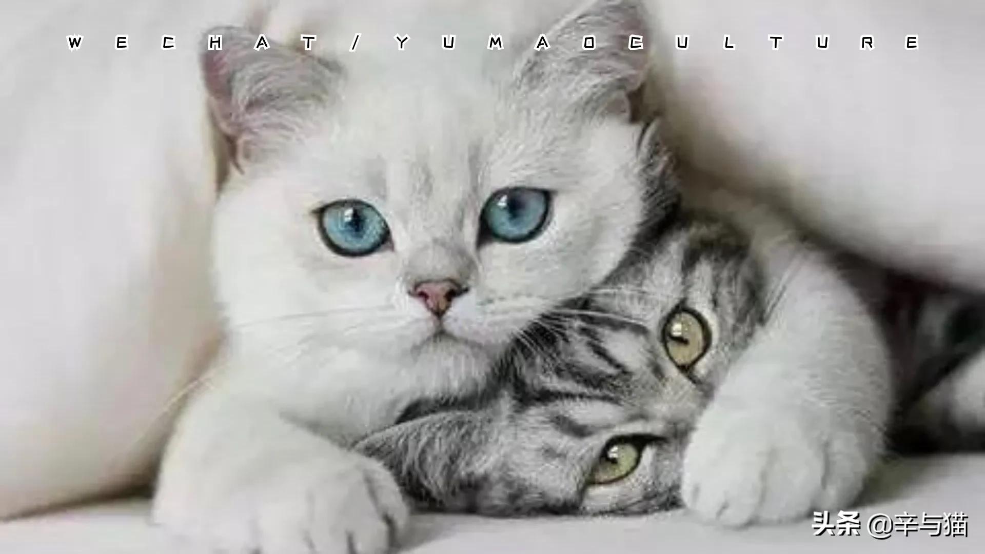 我没有哭唧唧,我只是忍不住:猫咪鼻涕眼泪流不停?怕不是猫鼻支