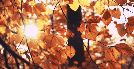 沈阳旅游攻略必去景点秋天,沈阳秋季旅游景点推荐