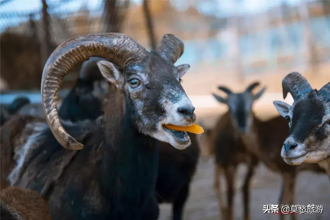 南京栖霞区免费游玩景点推荐,南京春节期间免费景点