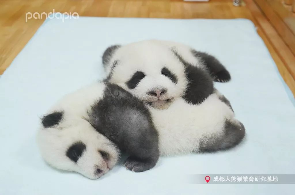 冬天就是要拥抱,冬季拥有温暖的抱枕