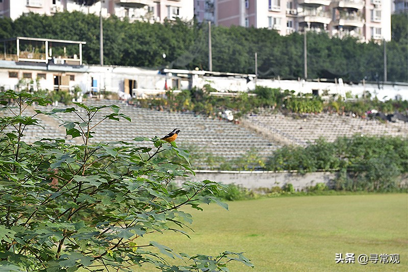 重庆力帆足球现状,重庆力帆足球场现状
